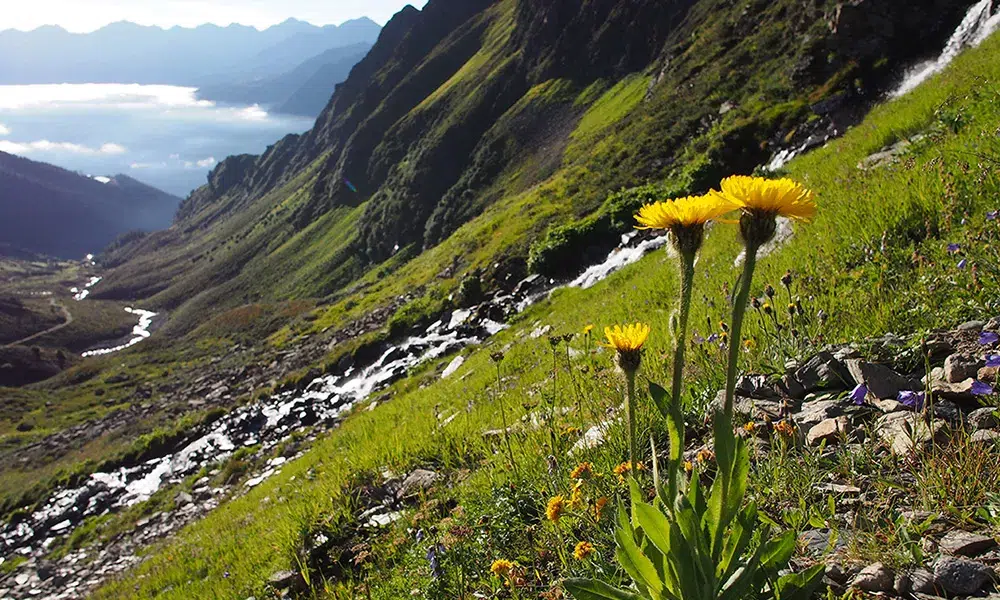 Der Klang und der Duft des Sommers