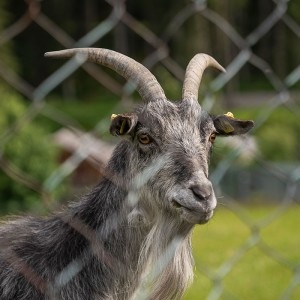 wildpark silvretta ischgl hotel sonne